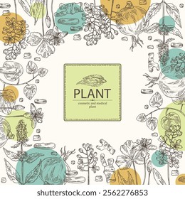 Background with cosmetic and medical plants: lofant, isatis tinctoria, stephania glabra, coptis chinese. Vector hand drawn illustration