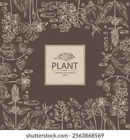 Background with cosmetic and medical plants: lofant, isatis tinctoria, stephania glabra, coptis chinese. Vector hand drawn illustration