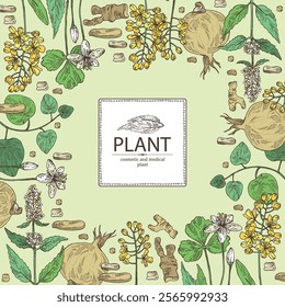 Background with cosmetic and medical plants: lofant, isatis tinctoria, stephania glabra, coptis chinese. Vector hand drawn illustration