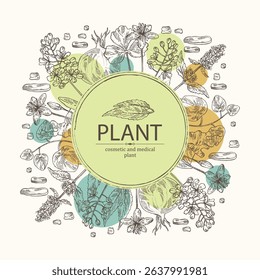 Background with cosmetic and medical plants: lofant, isatis tinctoria, stephania glabra, coptis chinese. Vector hand drawn illustration