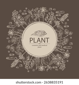 Background with cosmetic and medical plants: lofant, isatis tinctoria, stephania glabra, coptis chinese. Vector hand drawn illustration