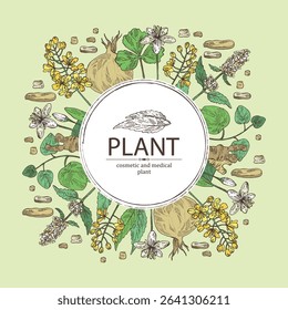 Background with cosmetic and medical plants: lofant, isatis tinctoria, stephania glabra, coptis chinese. Vector hand drawn illustration