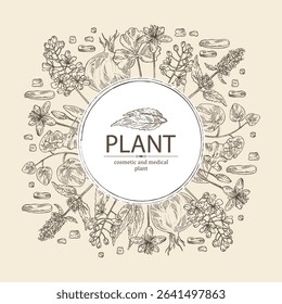 Background with cosmetic and medical plants: lofant, isatis tinctoria, stephania glabra, coptis chinese. Vector hand drawn illustration