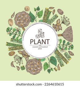 Background with cosmetic and medical plants: lotus seeds, brahmi flowers, guduchi plant, indigo and azhgon seeds. Vector hand drawn illustration