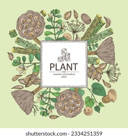 Background with cosmetic and medical plants: lotus seeds, brahmi flowers, guduchi plant, indigo and azhgon seeds. Vector hand drawn illustration