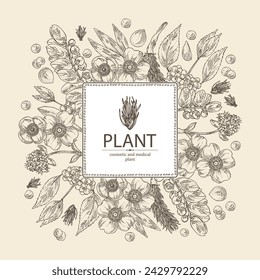 Background with  cosmetic and medical plants: nardostachys jatamansi, nard, phyllanthus niruri, mesua ferrea, callicarpa macrophylla. Vector hand drawn illustration svg