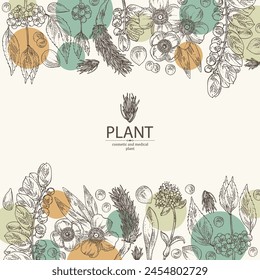 Background with  cosmetic and medical plants: nardostachys jatamansi, nard, phyllanthus niruri, mesua ferrea, callicarpa macrophylla. Vector hand drawn illustration svg