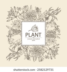 Background with cosmetic and medical plants: neroli flowers, jasmine, eucalyptus, grapefruit. Vector hand drawn illustration