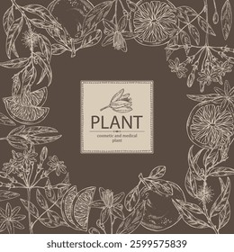 Background with cosmetic and medical plants: neroli flowers, jasmine, eucalyptus, grapefruit. Vector hand drawn illustration