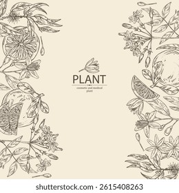 Background with cosmetic and medical plants: neroli flowers, jasmine, eucalyptus, grapefruit. Vector hand drawn illustration
