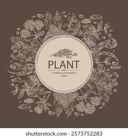 Background with cosmetic and medical plants: origanum vulgare, rheum officinale roots, carthamus tinctorius, codonopsis lanceolata. Vector hand drawn illustration