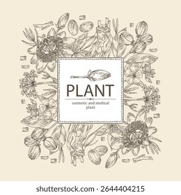 Background with cosmetic and medical plants: passiflora flowers, althea officinalis, croton tiglium, сrithmum. Vector hand drawn illustration