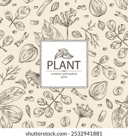 Antecedentes com plantas cosméticas e médicas: rauwolfia serpentina, sementes de azhgon, frutas kukubha, moringa. Ilustração desenhada à mão vetorial