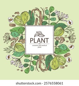 Background with cosmetic and medical plants: rauwolfia serpentina, azhgon seeds, kukubha fruits, moringa. Vector hand drawn illustration