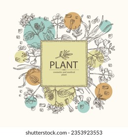 Background cosmetic and medical plants: rubia cordifolia, boerhavia diffusa, punarnava, pterocarpus marsupium, indian kino tree, cyperus rotundus, nagarmotha. Vector hand drawn illustration