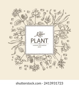 Background cosmetic and medical plants: rubia cordifolia, boerhavia diffusa, punarnava, pterocarpus marsupium, indian kino tree, cyperus rotundus, nagarmotha. Vector hand drawn illustration