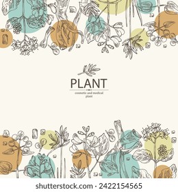 Background cosmetic and medical plants: rubia cordifolia, boerhavia diffusa, punarnava, pterocarpus marsupium, indian kino tree, cyperus rotundus, nagarmotha. Vector hand drawn illustration