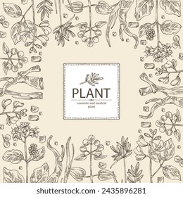 Background cosmetic and medical plants: rubia cordifolia, boerhavia diffusa, punarnava, pterocarpus marsupium, indian kino tree, cyperus rotundus, nagarmotha. Vector hand drawn illustration