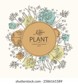 Background cosmetic and medical plants: rubia cordifolia, boerhavia diffusa, punarnava, pterocarpus marsupium, indian kino tree, cyperus rotundus, nagarmotha. Vector hand drawn illustration