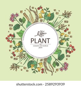 Background cosmetic and medical plants: rubia cordifolia, boerhavia diffusa, punarnava, pterocarpus marsupium, indian kino tree, cyperus rotundus, nagarmotha. Vector hand drawn illustration