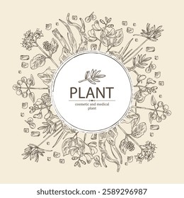 Background cosmetic and medical plants: rubia cordifolia, boerhavia diffusa, punarnava, pterocarpus marsupium, indian kino tree, cyperus rotundus, nagarmotha. Vector hand drawn illustration