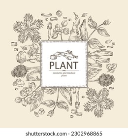 Background with cosmetic and medical plants: saussurea costus, сelastrus paniculatus, leptadenia reticulata, trichosanthes japonica. Vector hand drawn illustration