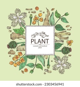 Background with cosmetic and medical plants: saussurea costus, сelastrus paniculatus, leptadenia reticulata, trichosanthes japonica. Vector hand drawn illustration