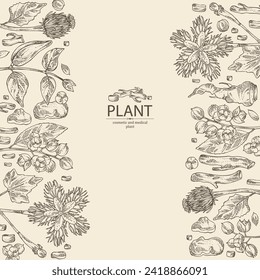 Background with cosmetic and medical plants: saussurea costus, сelastrus paniculatus, leptadenia reticulata, trichosanthes japonica. Vector hand drawn illustration