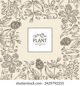 Background with cosmetic and medical plants: saussurea costus, сelastrus paniculatus, leptadenia reticulata, trichosanthes japonica. Vector hand drawn illustration