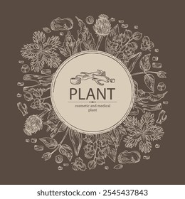 Background with cosmetic and medical plants: saussurea costus, сelastrus paniculatus, leptadenia reticulata, trichosanthes japonica. Vector hand drawn illustration