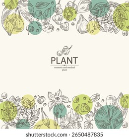 Antecedentes com plantas cosméticas e médicas: planta saussurea laniceps, lótus de neve, terminalia bellirica, datura stramonium, cissampelos pareira. Ilustração desenhada à mão vetorial