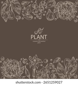 Antecedentes com plantas cosméticas e médicas: planta saussurea laniceps, lótus de neve, terminalia bellirica, datura stramonium, cissampelos pareira. Ilustração desenhada à mão vetorial