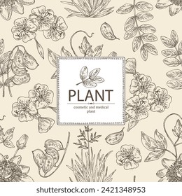 Background with cosmetic and medical plants: senna alexandrina, passiflora incarnata, evening primula, oenothera plant, new zealand flax. Vector hand drawn illustration