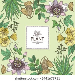 Background with cosmetic and medical plants: senna alexandrina, passiflora incarnata, evening primula, oenothera plant, new zealand flax. Vector hand drawn illustration