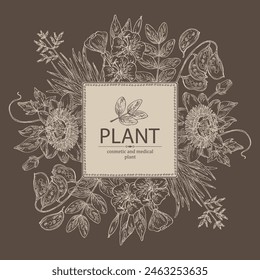 Background with cosmetic and medical plants: senna alexandrina, passiflora incarnata, evening primula, oenothera plant, new zealand flax. Vector hand drawn illustration