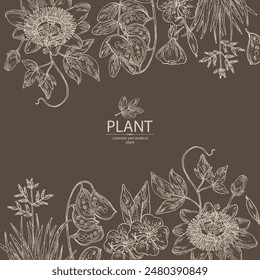 Background with cosmetic and medical plants: senna alexandrina, passiflora incarnata, evening primula, oenothera plant, new zealand flax. Vector hand drawn illustration