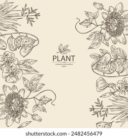 Background with cosmetic and medical plants: senna alexandrina, passiflora incarnata, evening primula, oenothera plant, new zealand flax. Vector hand drawn illustration