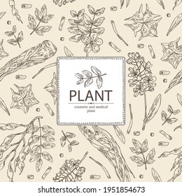 Background with cosmetic and medical plants: sophora japonica flower and pod, angelica sinensis root, flowers of tribulus terrestris, isatis tinctoria flowers. Vector hand drawn illustrati