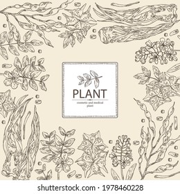 Background with cosmetic and medical plants: sophora japonica flower and pod, angelica sinensis root, flowers of tribulus terrestris, isatis tinctoria flowers. Vector hand drawn illustrati