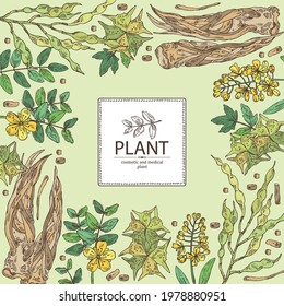 Background with cosmetic and medical plants: sophora japonica flower and pod, angelica sinensis root, flowers of tribulus terrestris, isatis tinctoria flowers. Vector hand drawn illustrati