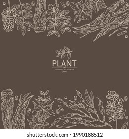 Hintergrund mit kosmetischen und medizinischen Pflanzen: sophora japonica Blume und Pod, Angelica sinensis root, Blumen von tribulus terrestris, isatis tinktoria Blumen. handgezeichnete Vektorgrafik