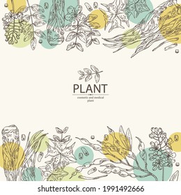 Background with cosmetic and medical plants: sophora japonica flower and pod, angelica sinensis root, flowers of tribulus terrestris, isatis tinctoria flowers. Vector hand drawn illustrati