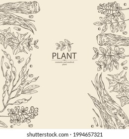 Hintergrund mit kosmetischen und medizinischen Pflanzen: sophora japonica Blume und Pod, Angelica sinensis root, Blumen von tribulus terrestris, isatis tinktoria Blumen. handgezeichnete Vektorgrafik