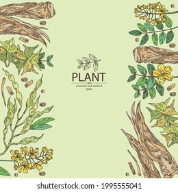 Background with cosmetic and medical plants: sophora japonica flower and pod, angelica sinensis root, flowers of tribulus terrestris, isatis tinctoria flowers. Vector hand drawn illustrati