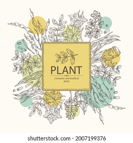 Background with cosmetic and medical plants: sophora japonica flower and pod, angelica sinensis root, flowers of tribulus terrestris, isatis tinctoria flowers. Vector hand drawn illustrati