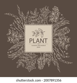 Hintergrund mit kosmetischen und medizinischen Pflanzen: sophora japonica Blume und Pod, Angelica sinensis root, Blumen von tribulus terrestris, isatis tinktoria Blumen. handgezeichnete Vektorgrafik