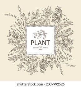 Background with cosmetic and medical plants: sophora japonica flower and pod, angelica sinensis root, flowers of tribulus terrestris, isatis tinctoria flowers. Vector hand drawn illustrati