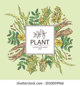 Hintergrund mit kosmetischen und medizinischen Pflanzen: sophora japonica Blume und Pod, Angelica sinensis root, Blumen von tribulus terrestris, isatis tinktoria Blumen. handgezeichnete Vektorgrafik