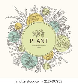 Background with cosmetic and medical plants: sophora japonica flower and pod, angelica sinensis root, flowers of tribulus terrestris, isatis tinctoria flowers. Vector hand drawn illustrati