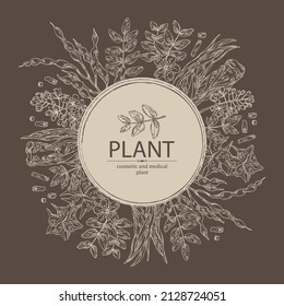 Background with cosmetic and medical plants: sophora japonica flower and pod, angelica sinensis root, flowers of tribulus terrestris, isatis tinctoria flowers. Vector hand drawn illustration